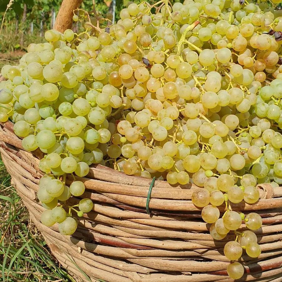 Agriturismo L'Eremo Volpago del Montello Eksteriør bilde